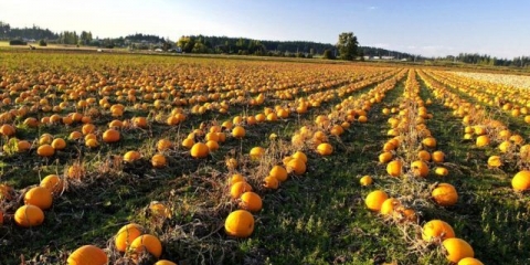 Kako pravilno hraniti lubenice